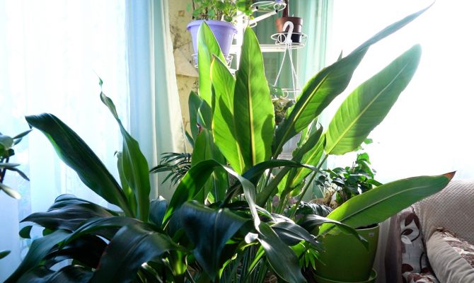 Тульская пенсионерка вырастила дома манго и банан 