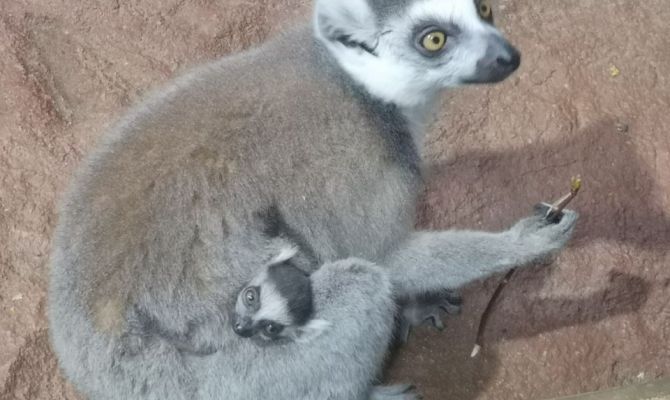 Бэби-бум в Тульском экзотариуме: на свет появились детеныши экзотических животных