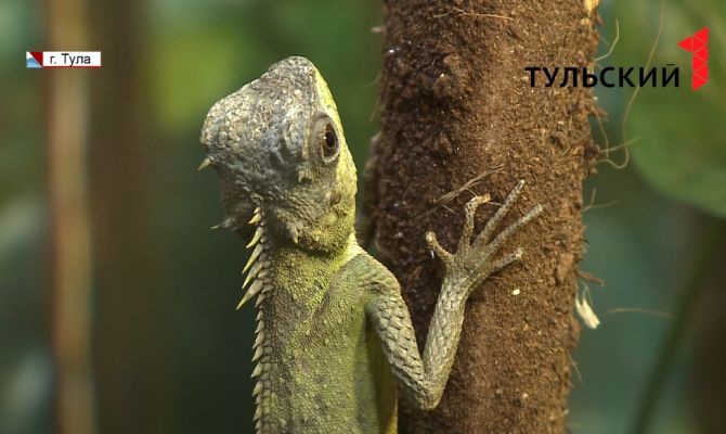 «Страна драконов и фей»: в тульском Экзотариуме открылась необычная выставка