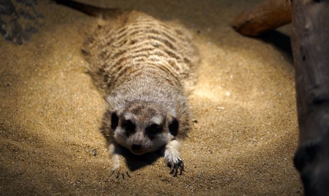 Сколько съедает питон и кто такая Нгонгонго: тулякам готовы  рассказать все секреты Экзотариума