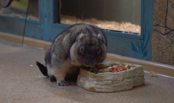 Сурок из Тулы дал прогноз на весну