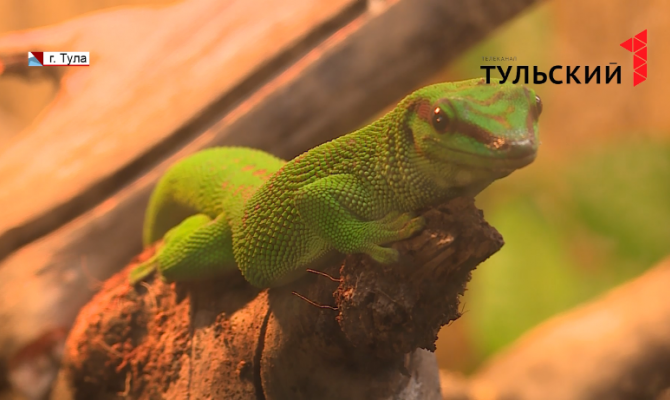 Звери ждут гостей: несколько дней осталось до открытия нового экзотариума в Белоусовском парке Тулы