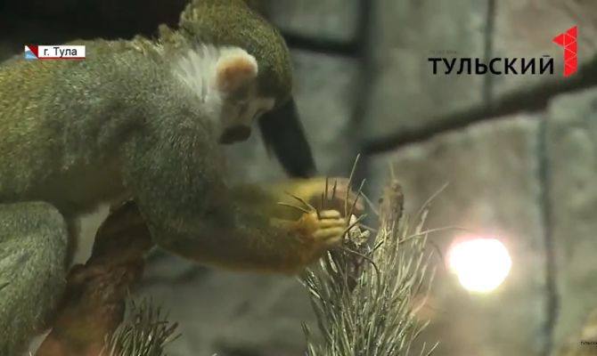 Куда тулякам деть ненужную новогоднюю елку 