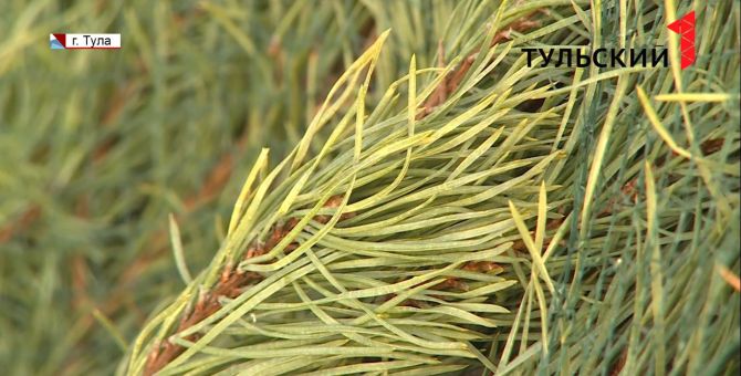 В Туле открылись елочные базары