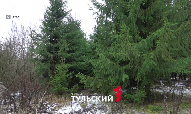 Названа сумма штрафа за срубленные в лесу елки