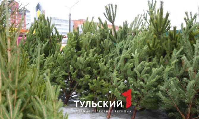 Тулякам рассказали о правилах утилизации елок после новогодних праздников