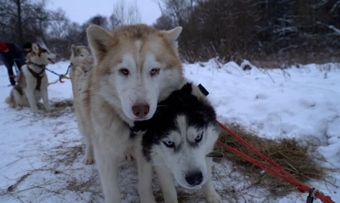 Туляки собираются в двухдневное путешествие на собачьих упряжках