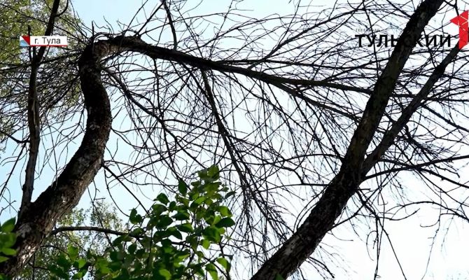 Аварийное дерево во дворе: как тулякам обезопасить себя и свое имущество