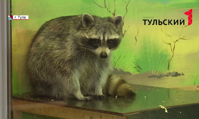 Где в Туле посмотреть енотов