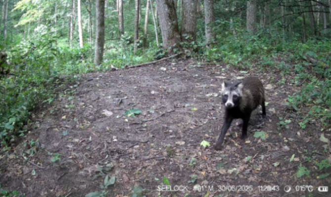 Дальневосточную енотовидную собаку заметили на границе Тульской области