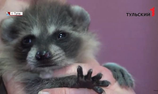 Крошка-енот: в Туле от новорожденного детеныша отказалась мать