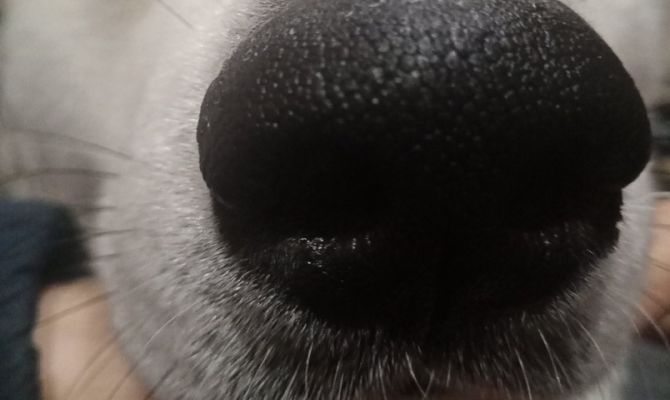 В России начали появляться вакансии для квадроберов