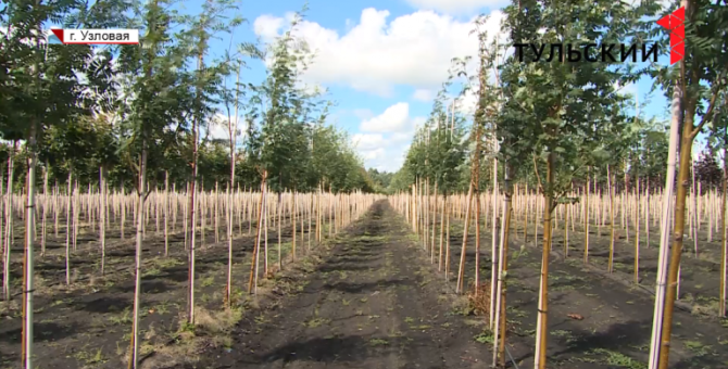 Узловские агрономы собираются выйти на международные рынки