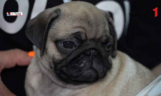 В Тульской области домашние животные стали чаще кусать собственных хозяев: чем опасны непривитые питомцы 