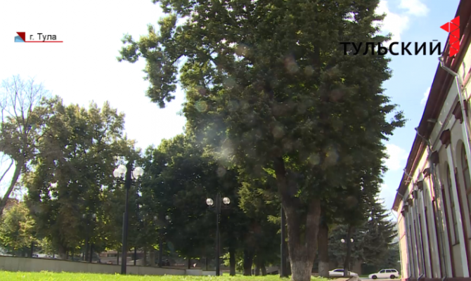 Липы в Туле уничтожила эпидемия 