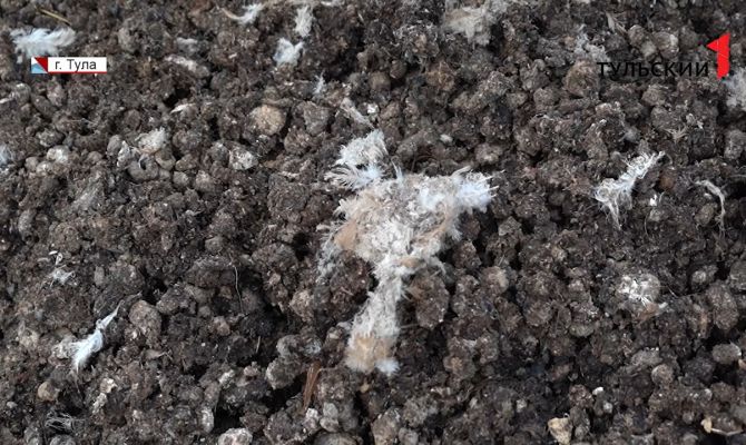 Спрятаться не получается ни на улице, ни дома: деревню в Большой Туле облепили мухи