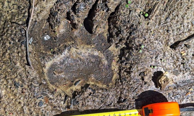 На границе Тульской и Калужской областей нашли медвежьи следы