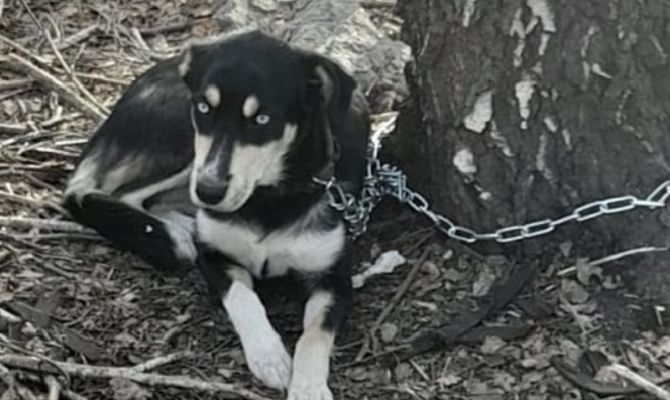 В Кимовске собаку цепью привязали к дереву