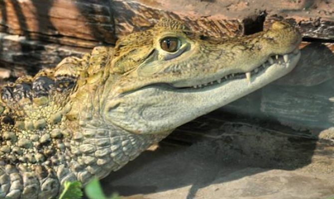 Тульский экзотариум приглашает на квест