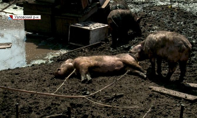 Под Узловой соседи нерадивого фермера утопают в грязи и навозе: как найти управу на хозяина животных 
