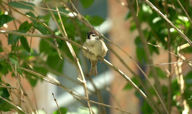 В Тульской области пересчитают воробьев