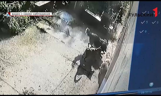 Медвежья услуга: в Туле подброшенных под двери приюта котят растерзали бродячие собаки