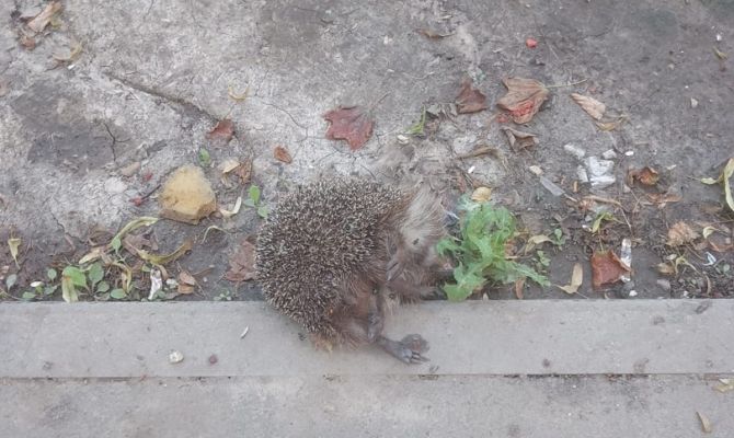 Туляк выбрасывает с балкона ежей и мусор: полиция проводит проверку