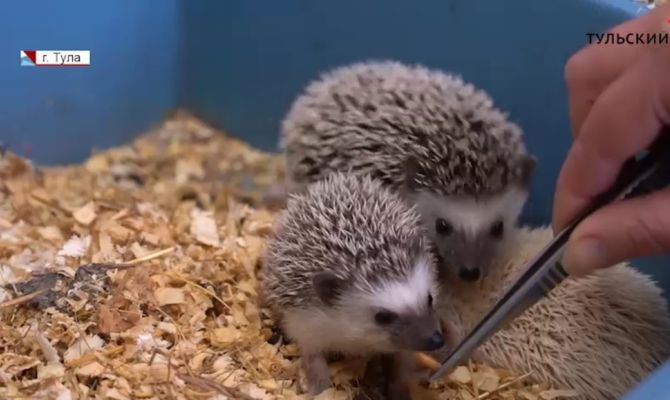 В тульском экзотариуме – настоящий беби-бум