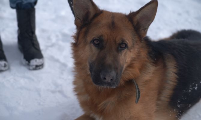 «Вы не авторитет»: тульские кинологи поделились секретами тренировки собак