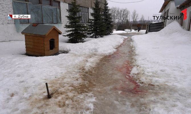 Зверская жестокость: в Дубне полиция расследует бесчеловечное убийство собаки