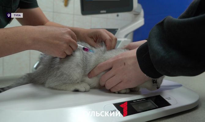 В Тульской области зафиксировали первый случай бешенства