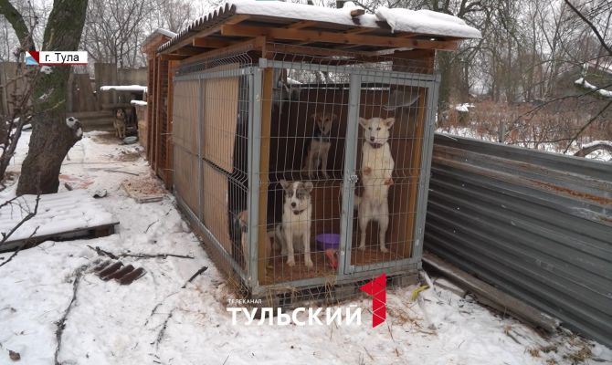 Тулячка приютила у себя дома 50 брошенных животных