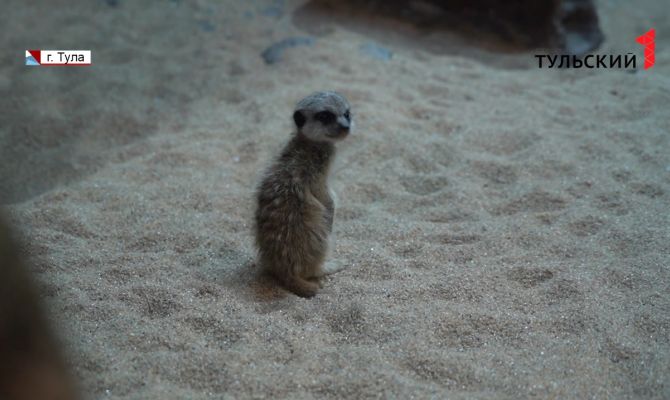 Стая сурикатов в тульском экзотариуме пополнилась детенышами
