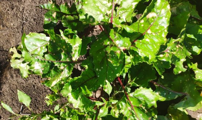 Жители Плавского района заметили странные «дырки» на зелени