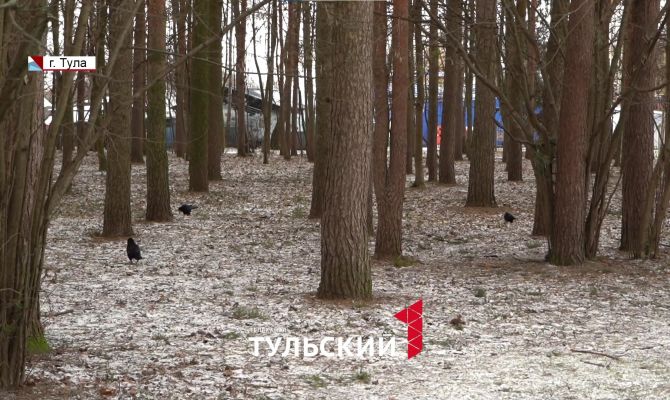 Орнитологи объяснили уникальный интеллект грачей