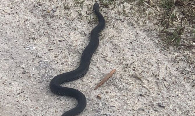 Тульский врач-токсиколог рассказала, как действовать при нападении гадюки