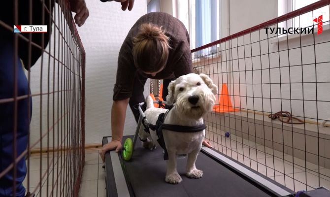 В Туле собак учат заново ходить после тяжелых травм и операций