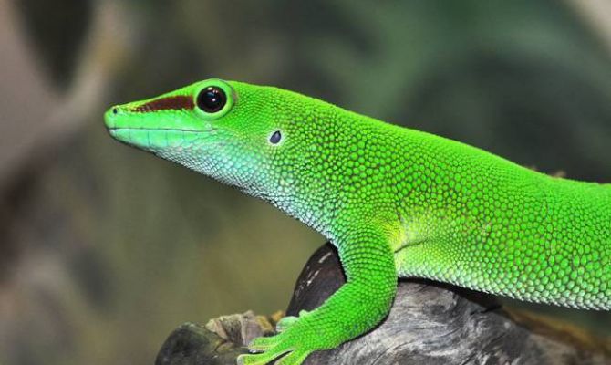 В мае тульский экзотариум переходит на летний режим работы