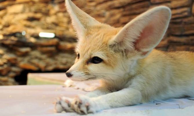 Как будет работать Тульский экзотариум в майские праздники