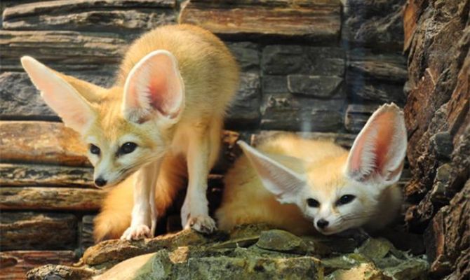 Экзотариум приглашает туляков в гости в День всех влюбленных