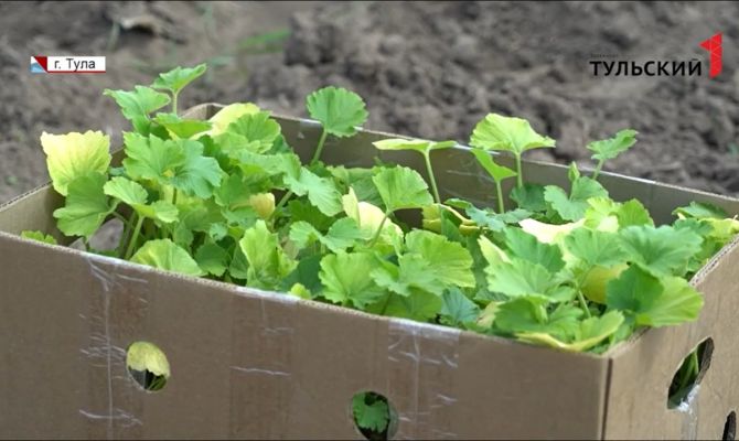 Посевная-2022 подходит к концу: какие виды на урожай в этом году