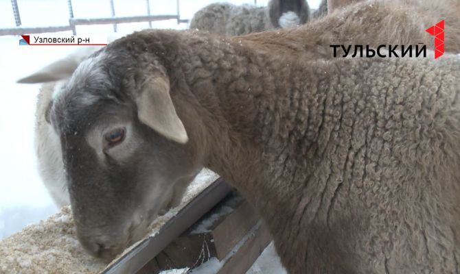 Пять начинающих фермеров Тульской области в этом году получили грант на развитие своего дела