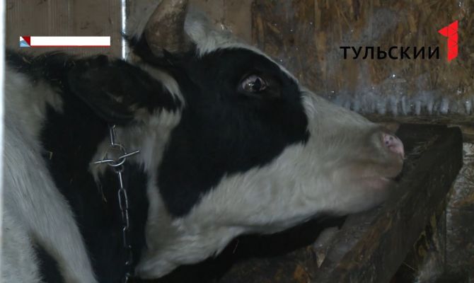 В Тульской области фермера обманули на миллион рублей: быки перед продажей внезапно "похудели"
