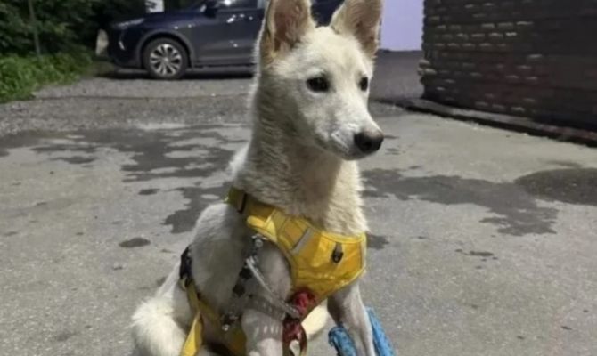Авария на трассе и три перелома: щенок Умка ищет любящих хозяев 