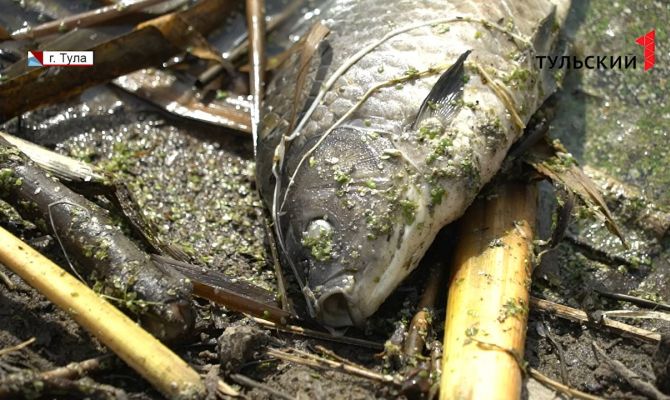На поверхность пруда в Туле всплыло несколько сотен мертвых рыб