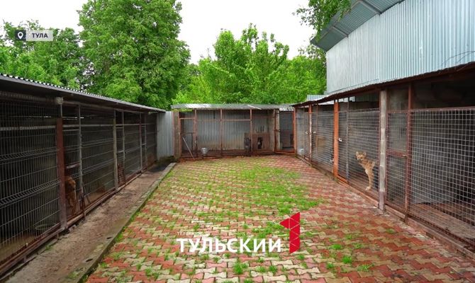 Волонтеры в Туле на свои деньги открывают приюты для брошенных животных
