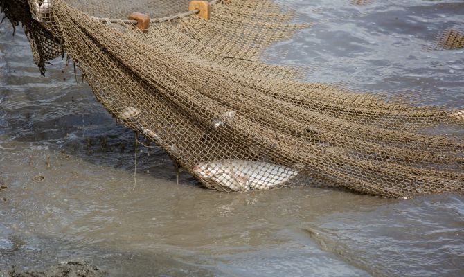 В Тульской области двух мужчин будут судить за незаконную рыбалку