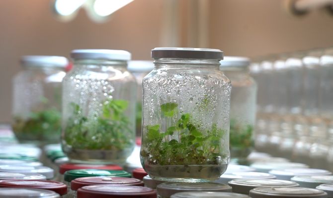 Тульские ученые первые в России клонировали крыжовник