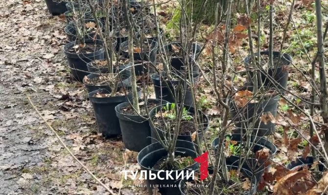 Более 400 саженцев высадили в Ясной Поляне
