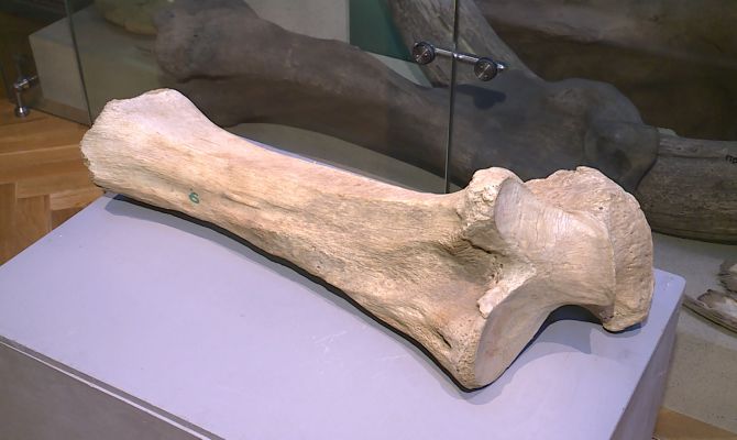 Кость мамонта: в Тульском краеведческом музее появился экспонат весом 12  кг и возрастом 40 тысяч лет